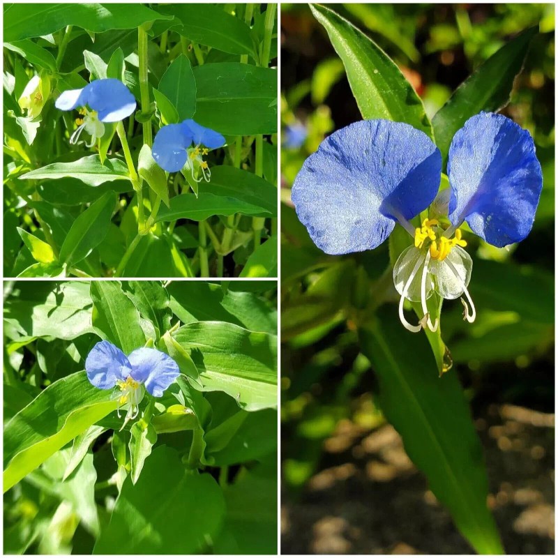 wandering jew 15 Spiderwort Day Lily Plants, Fresh Cuttings, Wandering