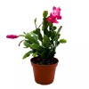 Florida House Plants Christmas Cactus, 4 inch Xmas Thanksgiving Easter