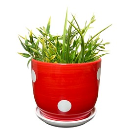 Streamline Imagined Mushroom Spotted Planter