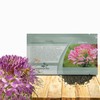 Outsidepride Serrulata Cleome Seeds - 1000 Pcs Annual Flower Seeds