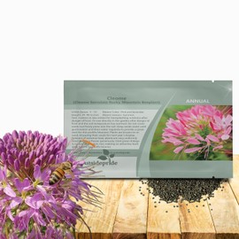 Outsidepride Serrulata Cleome Seeds - 1000 Pcs Annual Flower Seeds with Large, Airy, Spidery Blooms, Drought Tolerant Spider Plant for Xeriscaping, Flower Bed, Border, Pollinator, & Cut Flower Garden
