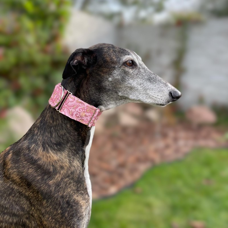 Extra Soft Martingale Dog Collar for Greyhound Saluki Whippet and