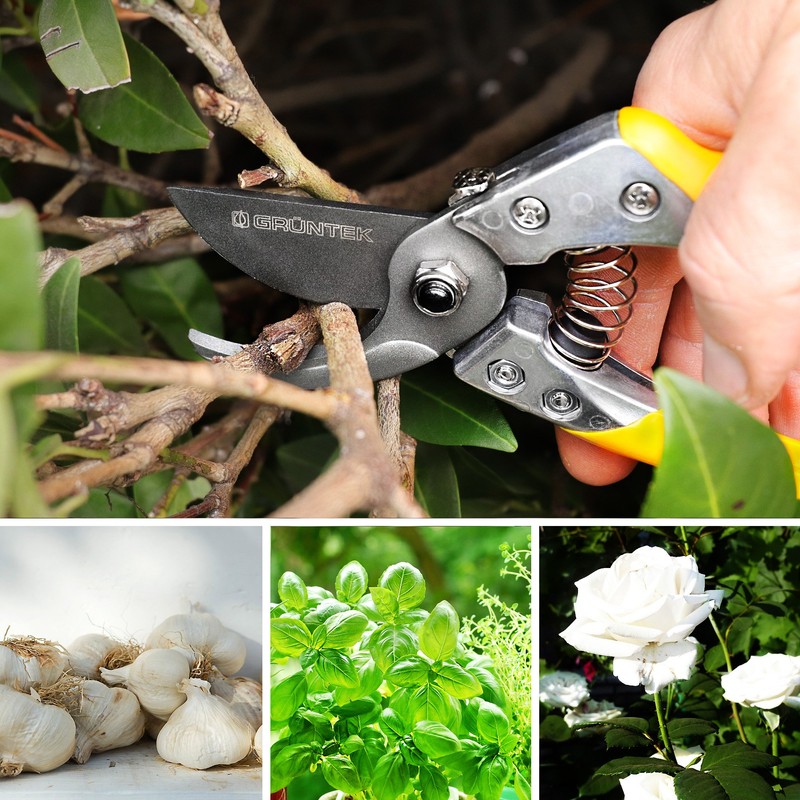 GRÜNTEK Secateurs Garden Pruning Shears Phoenix 20 cm