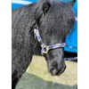 Equipride Braided Headcollar Lead Rope Set Size Full-Shetland (Pony, Royal