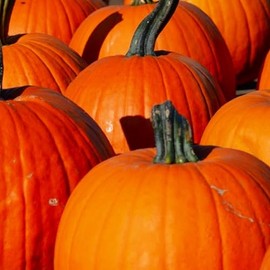 Connecticut Field Pumpkin Seeds | Non-GMO | Heirloom | Instant Latch Fresh Garden Seeds, Orange