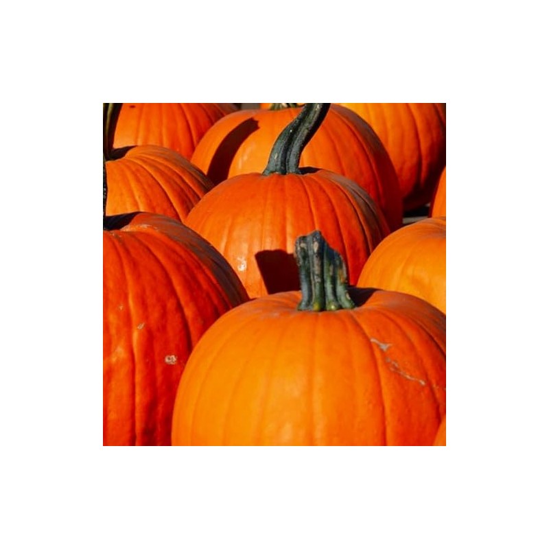 Connecticut Field Pumpkin Seeds | Non-GMO | Heirloom | Instant