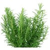 CZ Grain 50 Rosemary Herb Seeds for Planting Rosmarinus officinalis