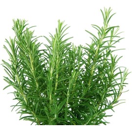 CZ Grain 50 Rosemary Herb Seeds for Planting Rosmarinus officinalis