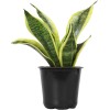 Planta Sansevieria Zeylanica Resistente Para Interiores Lengua De Suegra