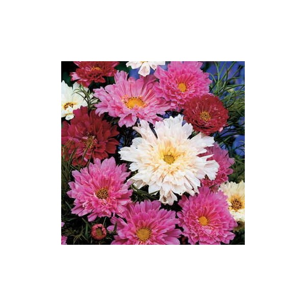 Park Seed Cosmo Flower Plant Seeds, Easy to Grow, Perfect