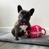 Ancol Its My Birthday Present Pink Dog Tugging Rope Toy