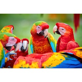 1000 Piece Bird Puzzle Nature, 19 x 27 Inch HD Quality Photo Puzzle I Sturdy 2mm Puzzle Pieces, Every Piece Unique I Tropical Rainforest Macaw Parrot Wildlife Jigsaw | Difficult (Parrot)