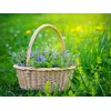 Health Embassy Speedwell Herb (Veronica Officinalis – Veronicae Herba) (100g)