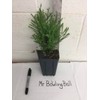 Mr Bowling Ball Arborvitae - Quart Pot - Live Plant