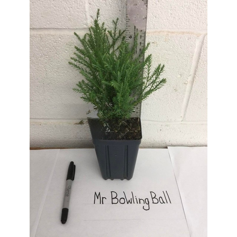 Mr Bowling Ball Arborvitae - Quart Pot - Live Plant