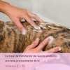Volume Shampoo for Dogs and Cats 500 ml