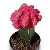 Grafted Moon Cactus Gymnocalycium Mihanovichii (Pink)