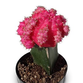 Grafted Moon Cactus Gymnocalycium Mihanovichii (Pink)
