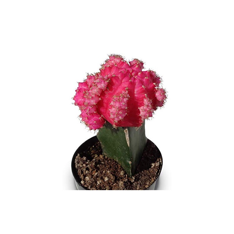Grafted Moon Cactus Gymnocalycium Mihanovichii (Pink)