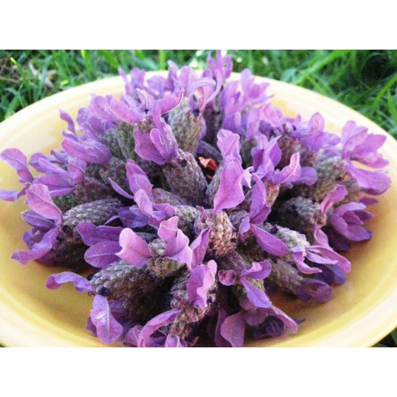 Lavender Home Fragrance Oil for Oil Warmer and Mist Diffusers