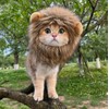 Lion Mane Costume for Cats Costume Pet Adjustable Washable Dress
