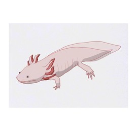 'Long Axolotl' Temporary Tattoo - Water Resistant, Skin-Safe, Non-Toxic Transfer (TO00074813)