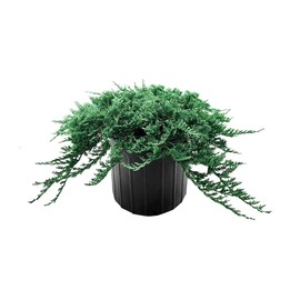 Blue Rug Juniper | 2 Extra Large 3 Gallon Plants | Live Ground Cover Evergreen Shrubs for Landscaping, Garden, Slope Control - Drought Tolerant, Low Maintenance