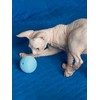 CattyMan Cat Cat Ball Play Karafuru
