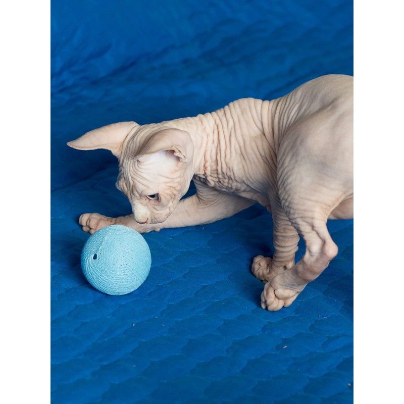 CattyMan Cat Cat Ball Play Karafuru