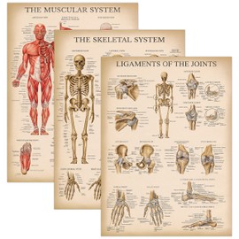 Palace Learning 3 Pack - Vintage Muscle + Skeleton + Ligaments of the Joints Anatomy Poster Set - Muscular and Skeletal System Anatomical Charts - Laminated 18" x 24"