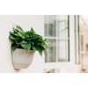 T4U Hanging Wall Vase, Resin Flower Pot, Wall Pot for