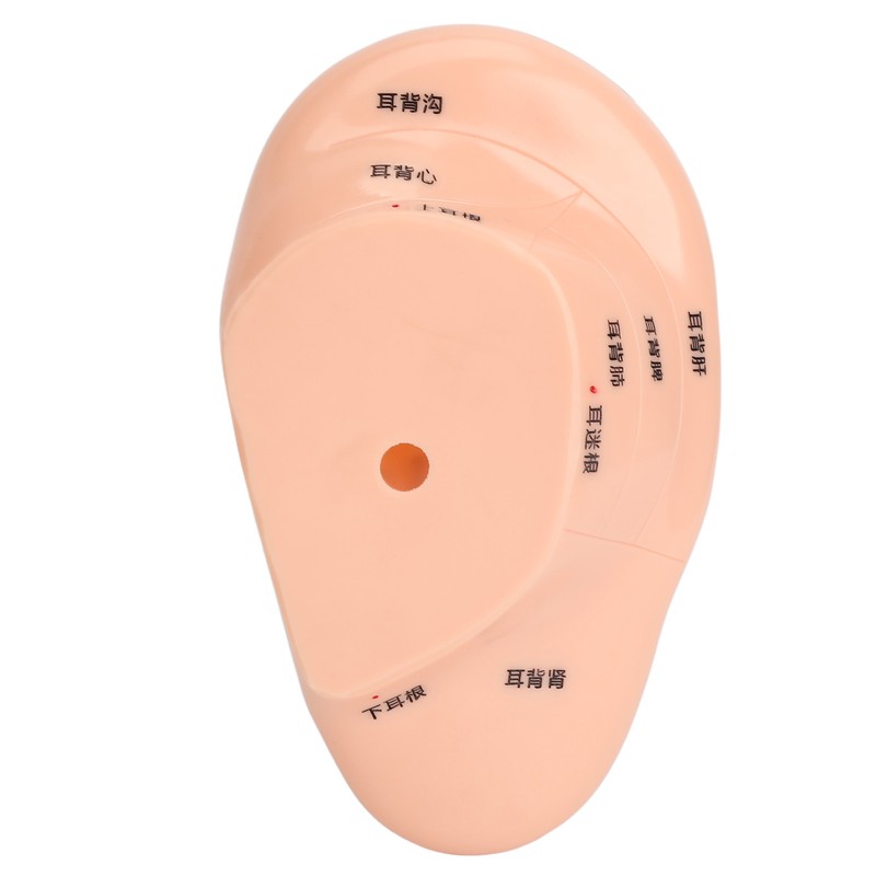 Ear Sticker Acupuncture Kit 600pcs Ear Massage Sticker Acupuncture Model