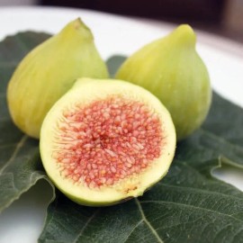 King Desert King Fig - 5 Cuttings - PLUS WILLOW WATER FOR ROOTING!!