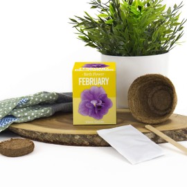 Gift Republic GR130048 February Birth Flowers