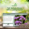 Outsidepride Purpletop Verbena Seeds for Planting - 5000 Pcs. Annual,