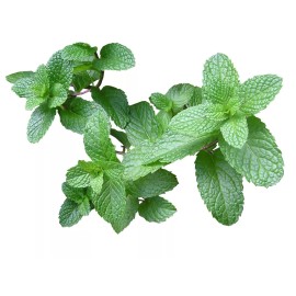La Perfumm Aceite Esencial Menta 30 Ml  Natural 100% Puro Ó Eucalipto