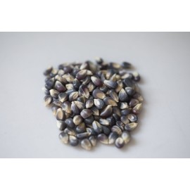 Amish Country Popcorn | 2-14 oz Bottles | Midnight Blue Popcorn Kernels | Old Fashioned, Non-GMO and Gluten Free (2-14 oz Bottles)