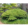OTO Hime Japanese Maple 2 - Year Graft