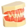 SOARDAY Standard Child Primary Teeth Model Teeth Removable Soft Gums