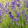 The Highland Soap Company Highland Lavender Hand Care Gift Set