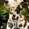 Amberta Amber Collar for Dogs and Cats | Amber Necklace