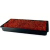 Organic Red Garnet Amaranth Microgreens Seeds - 1 Oz -