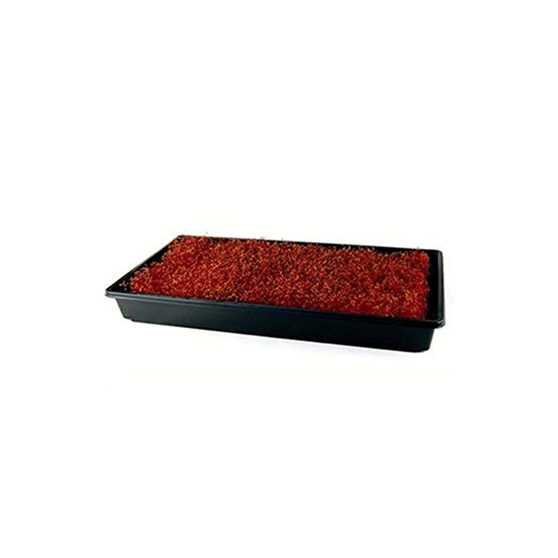 Organic Red Garnet Amaranth Microgreens Seeds - 1 Oz -