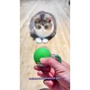360° Pelota Interactiva Juguetes Eléctrica Para Perro Gato Zynlora®