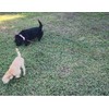 BTINESFUL 12FT 20FT 30FT Reflective Dog Tie Out for 2
