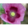 500 Lauren’s Grape Poppy Seeds - Beautiful Pods and Non-GMO