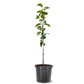 Persimmon Trees (Fuyugaki, 5 gal.) (Due to Agricultural Laws, we Cannot Ship to CA, AZ, AK, or HI - Orders Will be Cancelled)