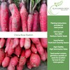 China Rose Pink Radish Seeds (Raphanus sativus) – 125+ Non-GMO