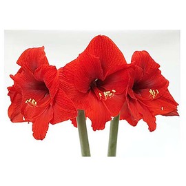 Marde Ross & Company Huge Red Lion Amaryllis 36 cm.| Bare Root Bulb | 2-3 Stalks with Bold Red Flowers | Ideal for Indoor & Outdoor Planting | Stunning Floral Display