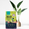 BugsDog Original 1.2kg + Samples (30g x 2) Gift /